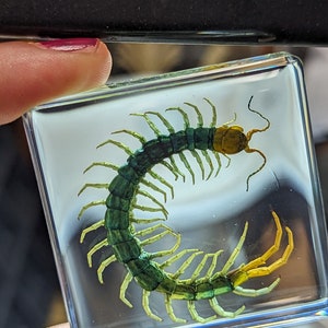 Centipede , Preserved in Resin, Collectible Modern Fossil