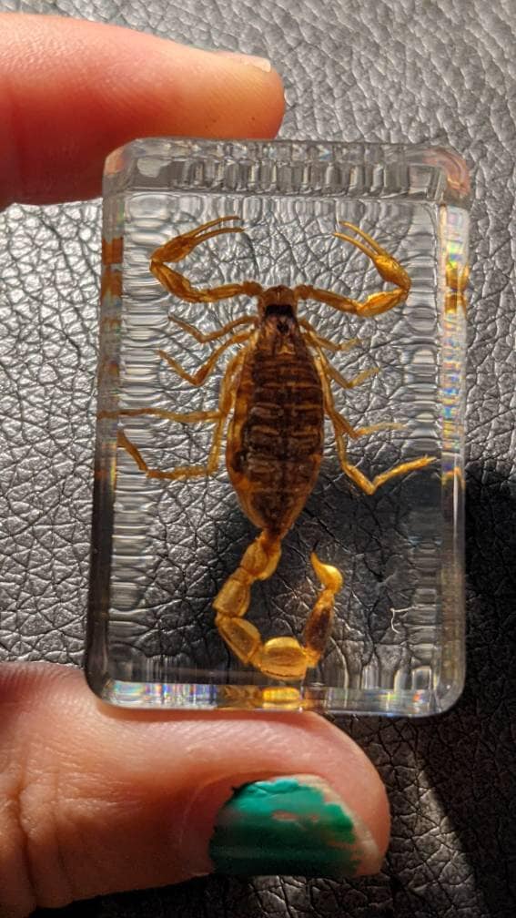 本物のサソリ、樹脂保存、現代の収集可能な化石 - Etsy 日本