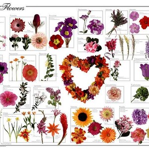 Garden Flowers Educational Poster - Laminated for Quality