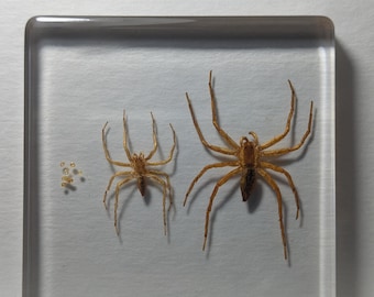 Lifecycle of a Spider, Preserved in Resin, Collectible Modern Day Fossil