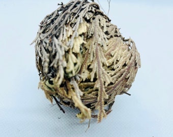 Small Rose of Jericho