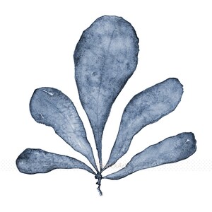 May include: A watercolor painting of a blue leafy plant with five leaves. The leaves are arranged in a fan shape and have a textured appearance.