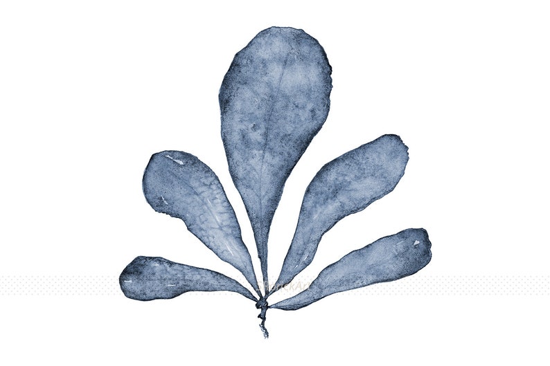 May include: A watercolor painting of a blue leafy plant with five leaves. The leaves are arranged in a fan shape and have a textured appearance.