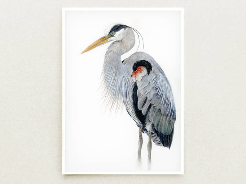 May include: A watercolor painting of a great blue heron standing on one leg with its head turned to the side. The heron is depicted in shades of gray and blue with a hint of red on its chest.