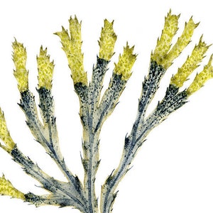 Sea Coral Art Print, Watercolor Sea Fan Painting, Navy Blue Coastal Wall Decor, Botanical Art for Living Room Wall Decor, Seaside Artwork
