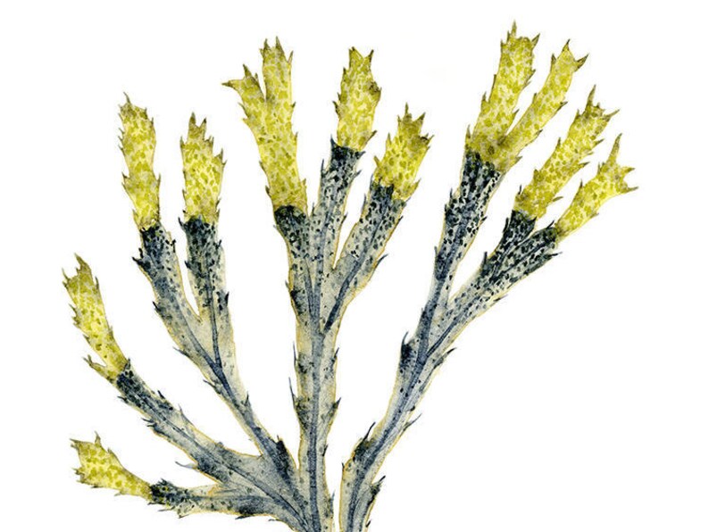 Sea Coral Art Print, Watercolor Sea Fan Painting, Navy Blue Coastal Wall Decor, Botanical Art for Living Room Wall Decor, Seaside Artwork