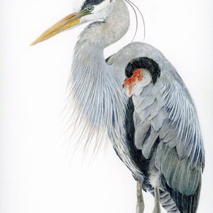 Great Blue Heron Art Watercolor Print, Audubon Bird Print, Bird Art for Walls, Wildlife Decor Gift for Naturalist, Blue Office Wall Art