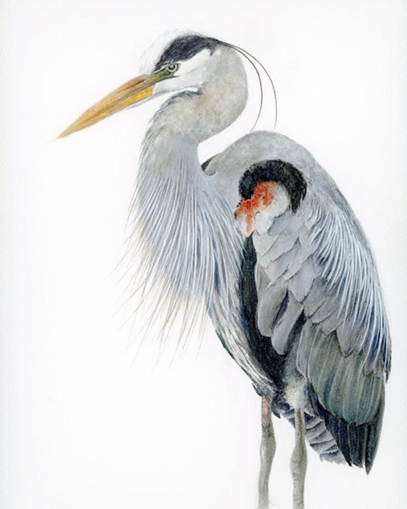 Great Blue Heron Art Watercolor Print, Audubon Bird Print, Bird Art for Walls, Wildlife Decor Gift for Naturalist, Blue Office Wall Art