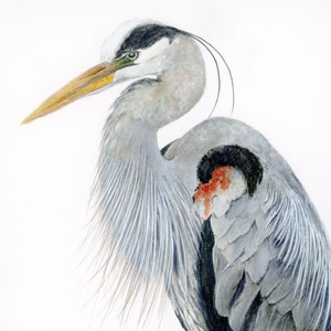 Great Blue Heron Art Watercolor Print, Audubon Bird Print, Bird Art for Walls, Wildlife Decor Gift for Naturalist, Blue Office Wall Art