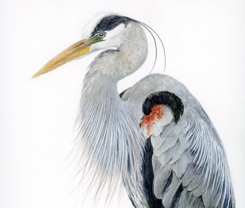 Great Blue Heron Art Watercolor Print, Audubon Bird Print, Bird Art for Walls, Wildlife Decor Gift for Naturalist, Blue Office Wall Art