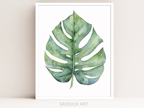 philodendron pink princess in water Pink Princess Philodendron | Rare Variegated Houseplant main image 1