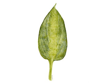 Botanical Print of Hosta Leaf Aquarelle Peinture, Den Office Wall Art, Living Room Wall Decor Artwork, Green Plant Print, Gift for Gardener