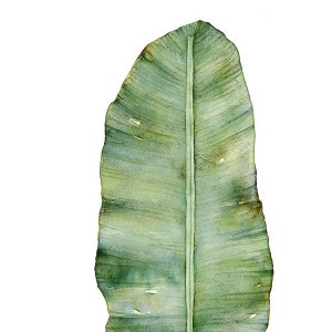 Botanical Art Print Set of 3 Prints in Square Format, 3 Piece Wall Art Banana Leaf, Monstera Leaf and Fern Watercolor Paintings 4x4 to 16x16 image 3
