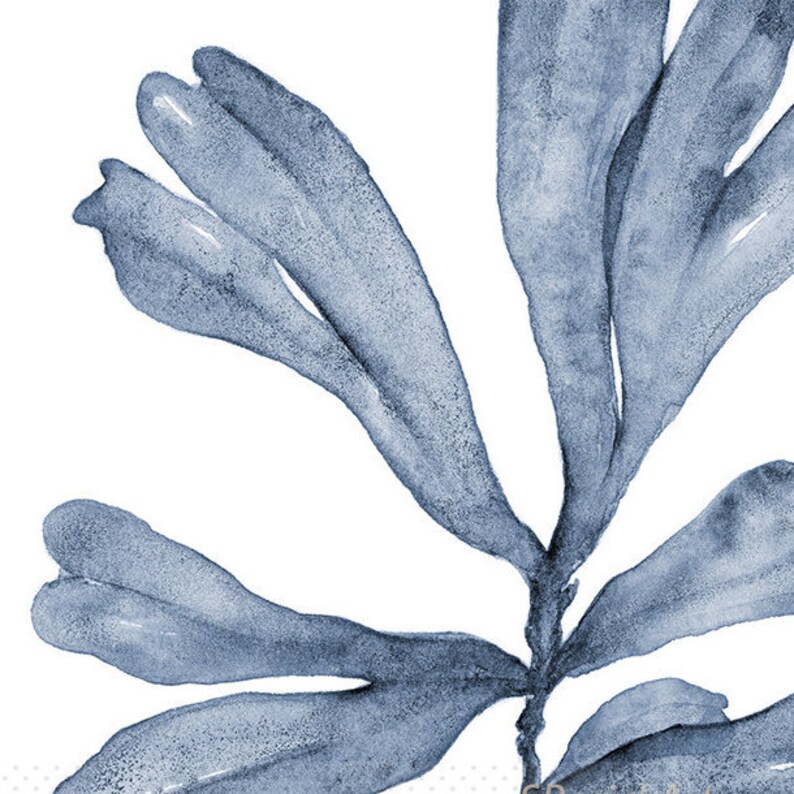 May include: A watercolor painting of a blue seaweed branch with multiple leaves. The leaves are long and thin, with a slightly textured appearance. The painting is on a white background.