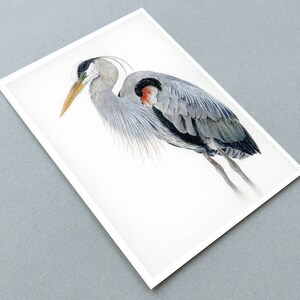 May include: A watercolor painting of a great blue heron standing on one leg with its head turned to the side. The bird is depicted in shades of gray and blue with a hint of red on its chest.