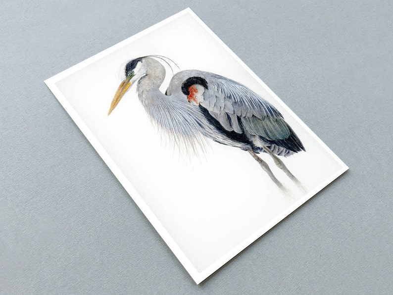 May include: A watercolor painting of a great blue heron standing on one leg with its head turned to the side. The bird is depicted in shades of gray and blue with a hint of red on its chest.