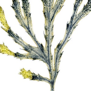 Puede incluir: Un primer plano de una muestra de alga seca con una estructura ramificada. El alga es de color verde p&aacute;lido con vetas verde oscuro y tiene un aspecto delicado y plumoso.