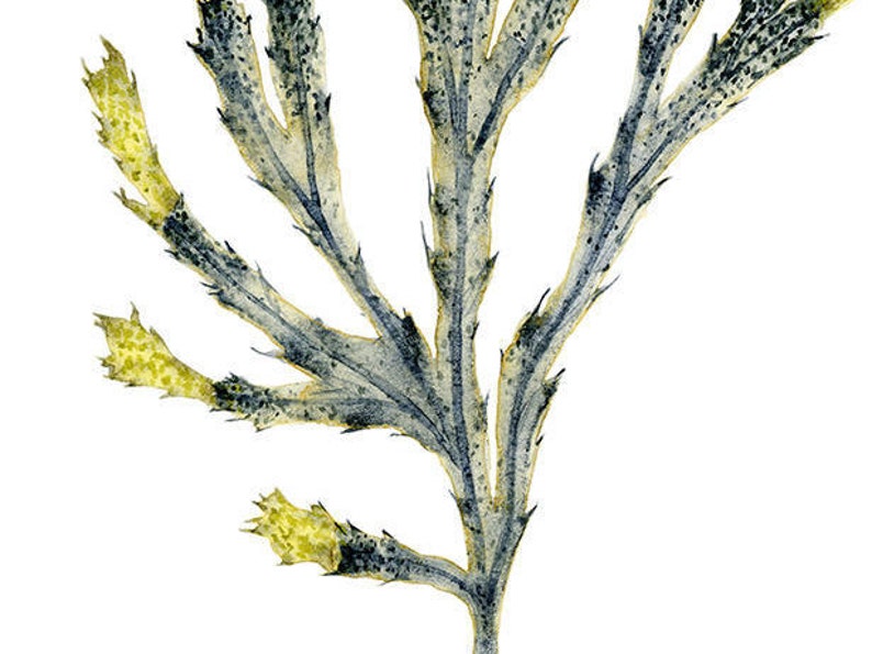 Puede incluir: Un primer plano de una muestra de alga seca con una estructura ramificada. El alga es de color verde p&aacute;lido con vetas verde oscuro y tiene un aspecto delicado y plumoso.