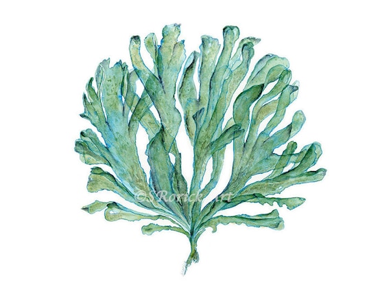 Sea Coral Print of Watercolor Painting, Beach Wall Decor Living Room, Blue Green Wall Art for Office Decor, Seaweed Illustration, Zen Art