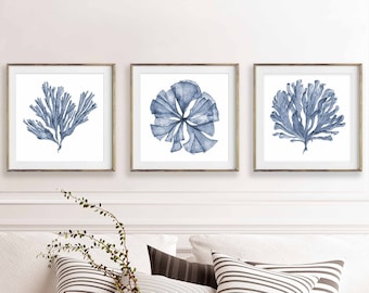 Set van drie prints van sea fan botanische schilderijen, donkerblauwe aquarel prints, vierkante 3 stuk kunst aan de muur, Hamptons stijl kunstwerk voor muren