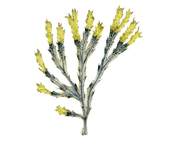 Sea Coral Art Print, Watercolor Sea Fan Painting, Navy Blue Coastal Wall Decor, Botanical Art for Living Room Wall Decor, Seaside Artwork
