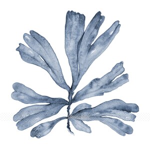 May include: A watercolor painting of a blue seaweed branch with multiple fronds. The seaweed is painted in a light blue color and has a delicate, flowing shape.