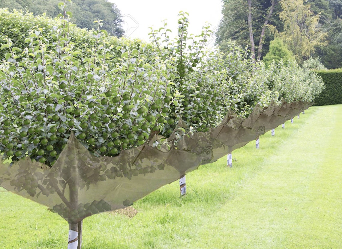 10' x 10' Fruit Tree Catcher for Better Home Gardening Etsy