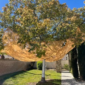 May include: A mature tree with a light brown mesh canopy draped over its branches. The tree stands in a grassy yard, with a brick wall and a house visible in the background. The sky is clear and blue.