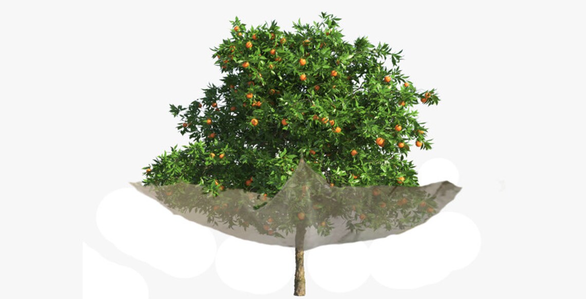 10' x 10' Fruit Tree Catcher for Better Home Gardening Etsy