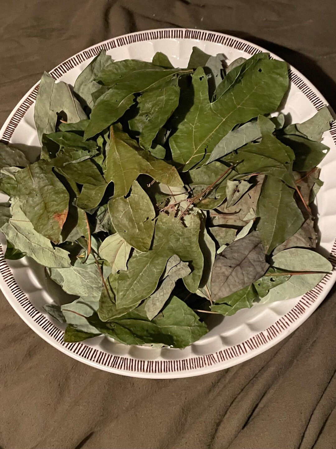 Organic 2024 Harvest of Dried Sassafras Leaves for Tea, Herbal ...