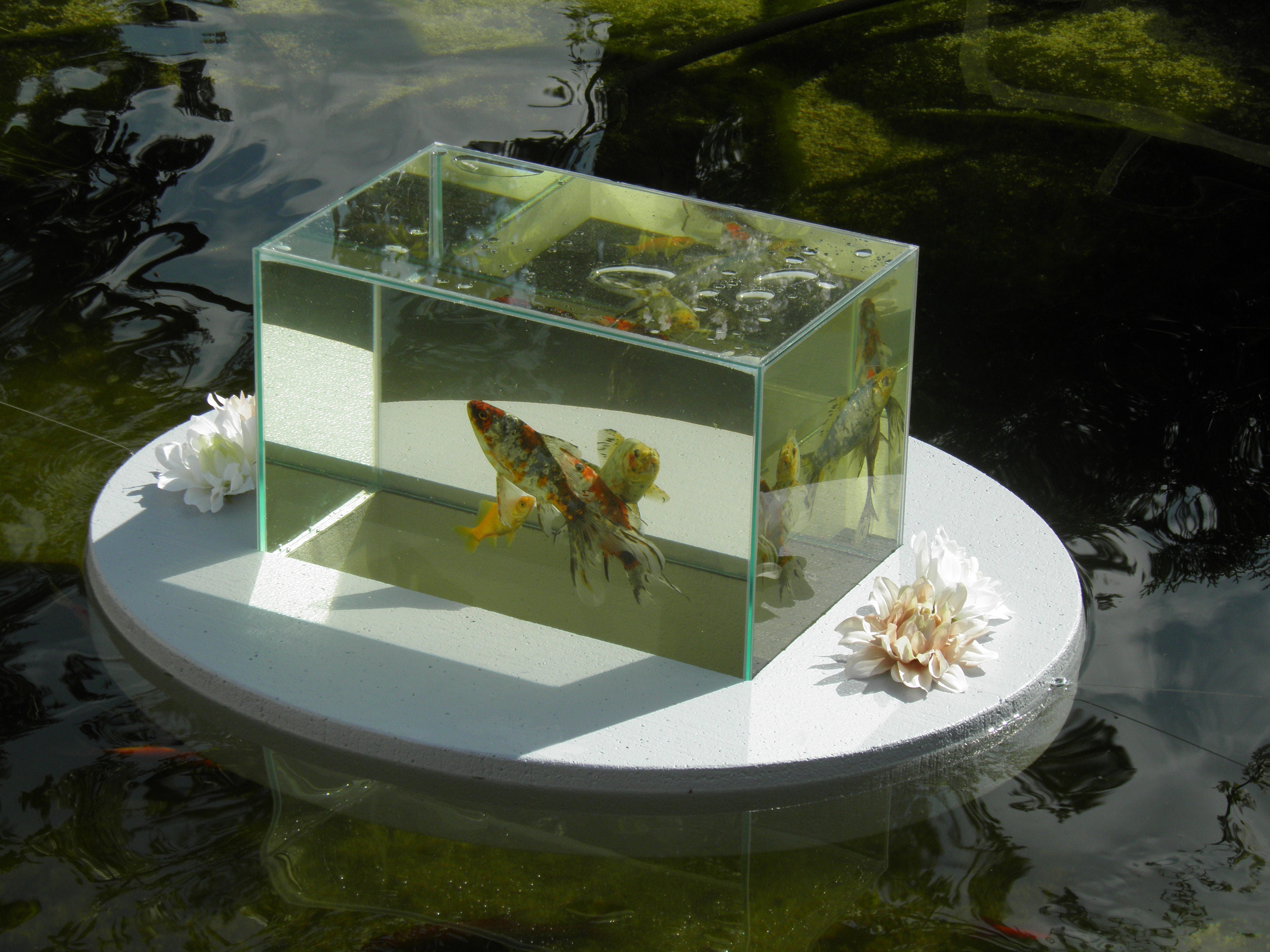 Flyingaquariumoval© basic 2500 Foggy Gray Fish Etsy Israel