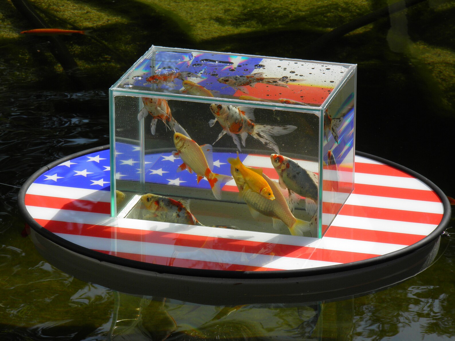 Flyingaquariumoval© elegance 1200 US Flag Fish Etsy