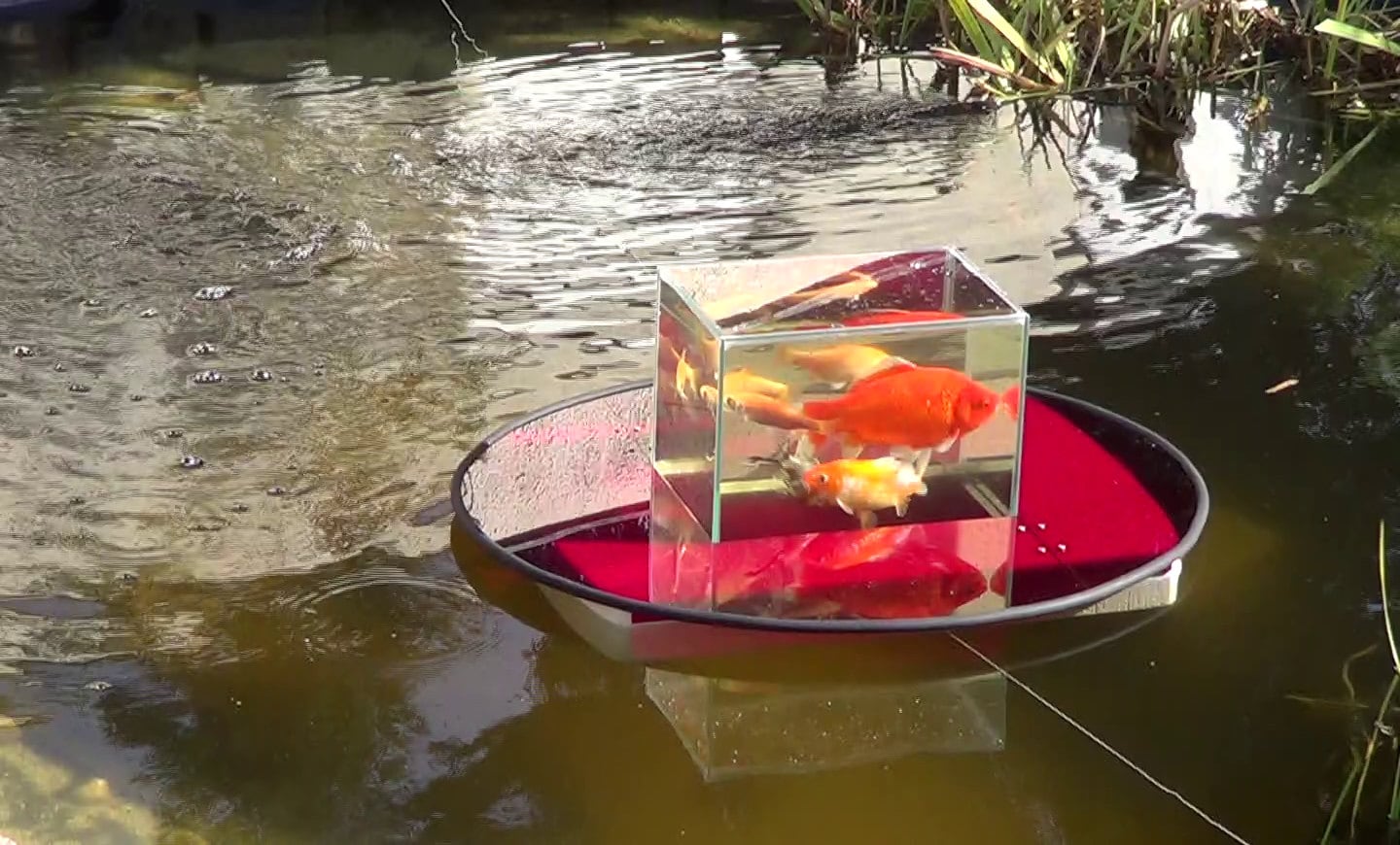 Goldfish In Water Troughs