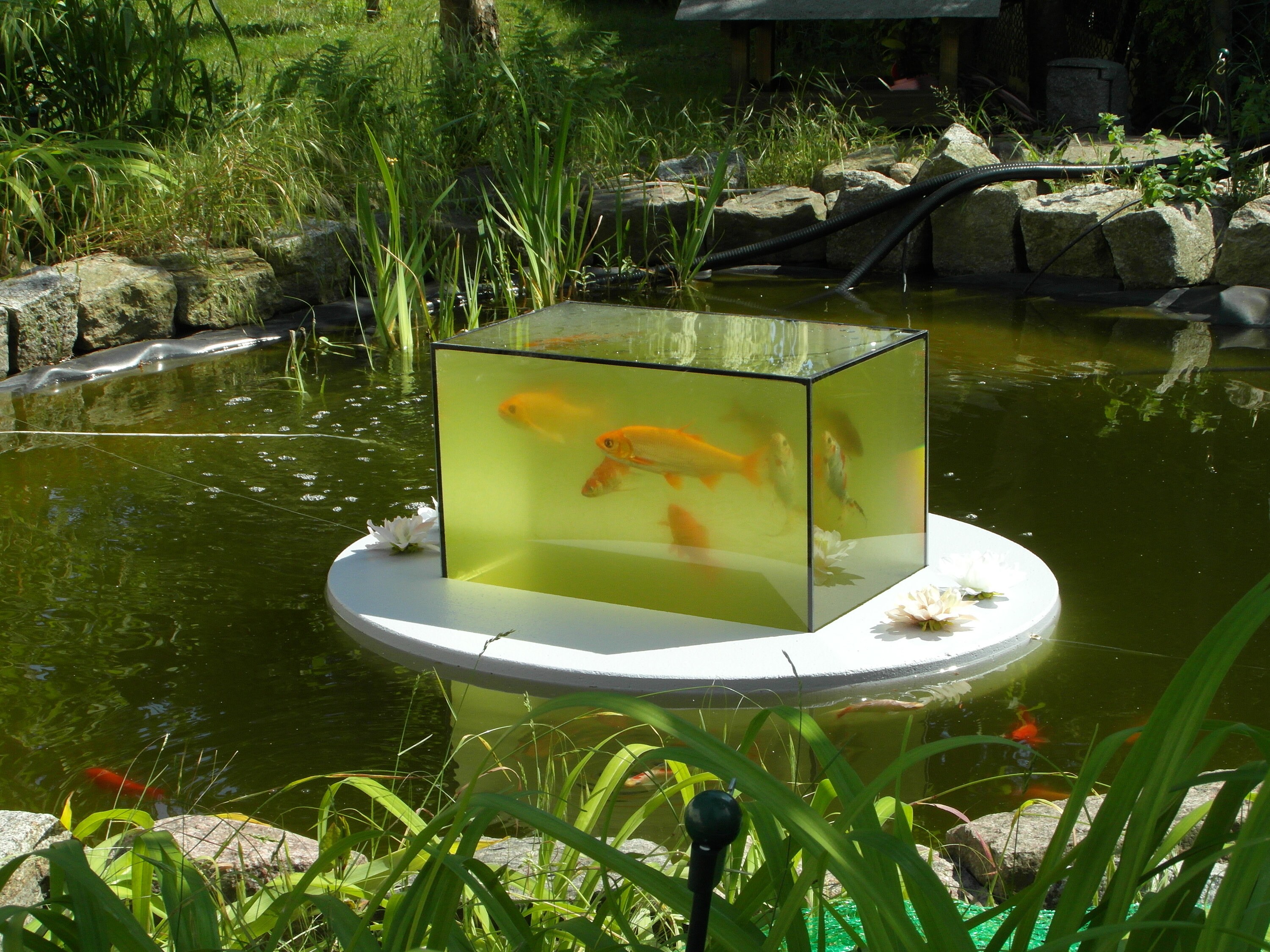 Flyingaquariumoval© basic 4500 Foggy Gray the Floating Pond Aquarium