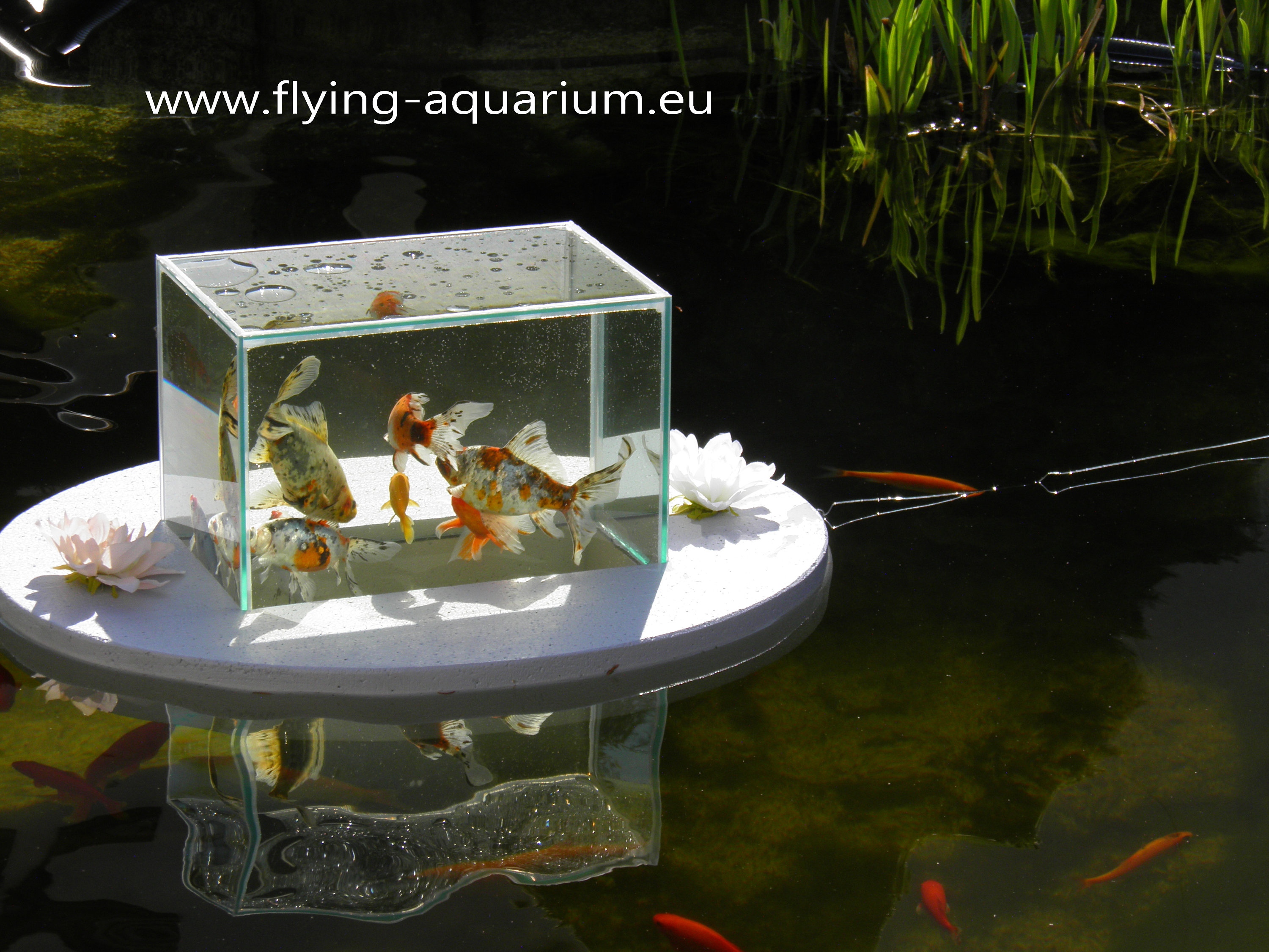 FlyingAquariumOval© Basic 1200 foggy gray The Etsy