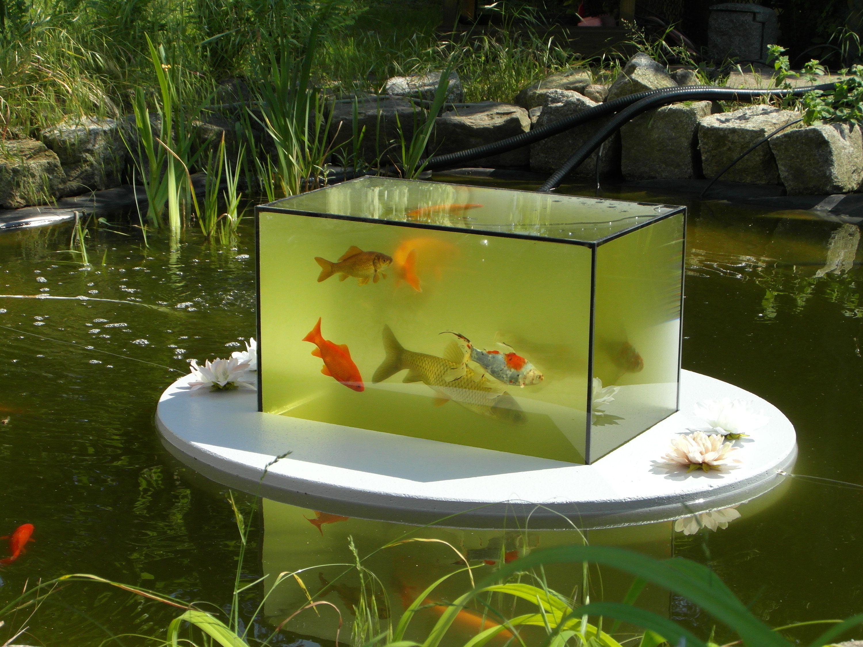 Flyingaquariumoval© basic 4500 Foggy Gray the Floating Pond Aquarium