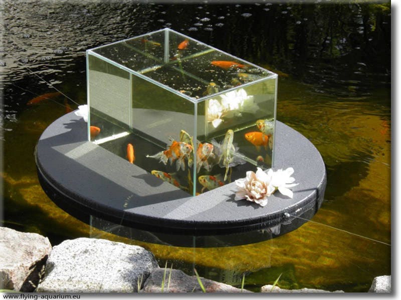 The new FlyingAquariumOval© 2500 gray Fish Observatory Etsy