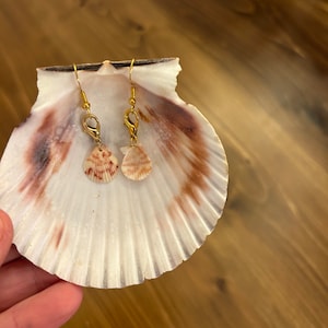 Tiny seashell dangle earrings with gold hooks