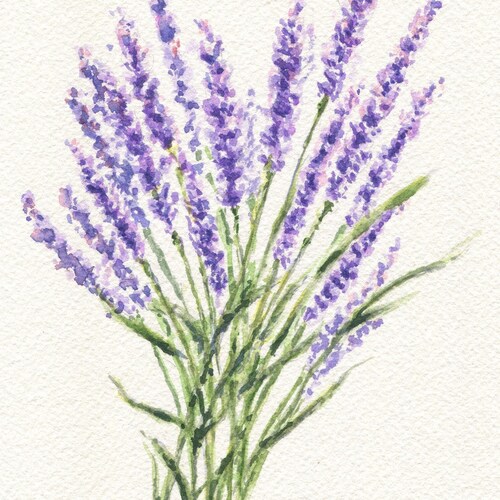 Lavender 2: Lavender Painting Watercolor Giclee Print or - Etsy