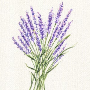 Lavender 2: Lavender Painting Watercolor Giclee Print or - Etsy