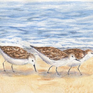 Sandpiper watercolor prints, sandpiper painting, shore birds watercolor, beach painting, beach house decor, coastal art print, framed art