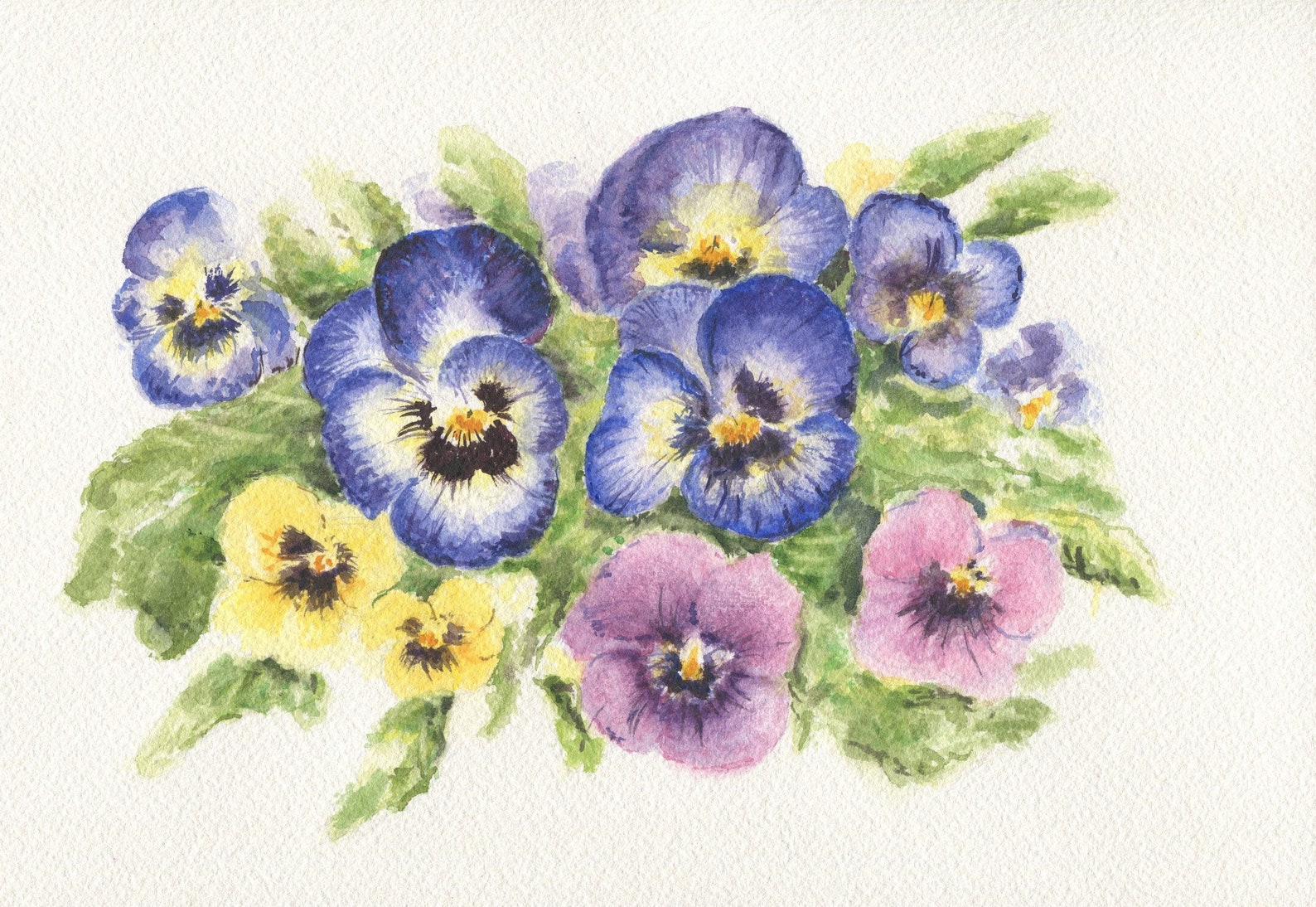 Pansies Tea Towel Pansies Kitchen Towels Pansy Art Pansies Etsy