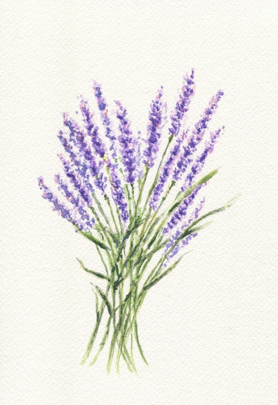 Lavender / orig