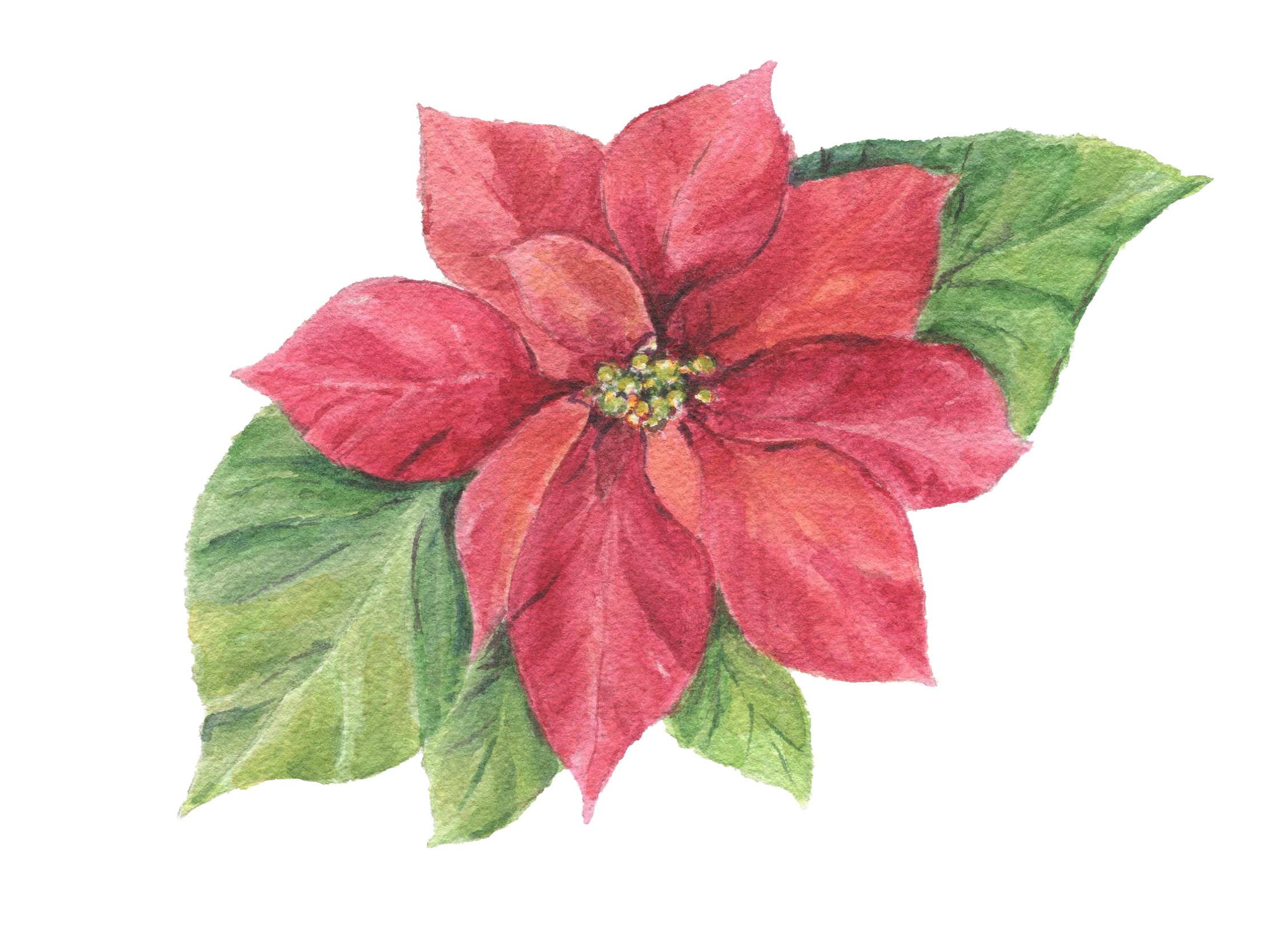 ポインセチア：水彩画またはオリジナル絵画、ポインセチアアート