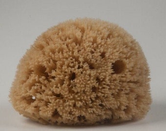 Nido d'ape naturale di spugna di mare di Kalymnos-Grecia