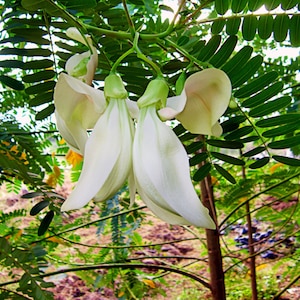 Sesbania Grandiflora Original White 10 Seeds, Hummingbird Tree Edible Agati Garden
