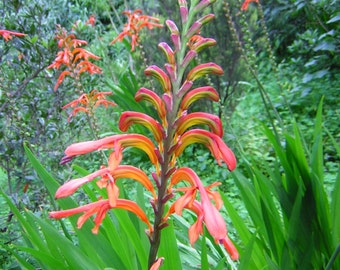 Chasmanthe Aethiopica 8 Seeds, Perennial Garden Plants Lesser Cobra Lily