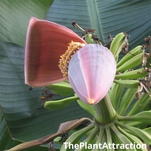 Musa Griersonii 5 Seeds, Giant Himalayan Banana Tree Plant, Bhutan Banana