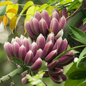 May include: A bunch of purple bananas growing on a tree branch. The bananas are arranged in a cluster, with the tips of the bananas pointing upwards.