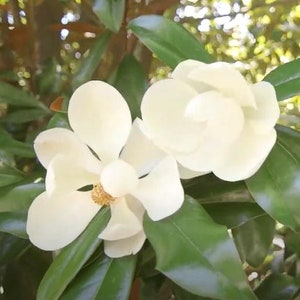Magnolia Grandiflora 10 Seeds, Cold Hardy Southern Bull Bay Tree Fragrant Large Flowers